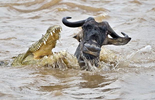 Crocodile jaws open attacking wading wildebeest migration mara river