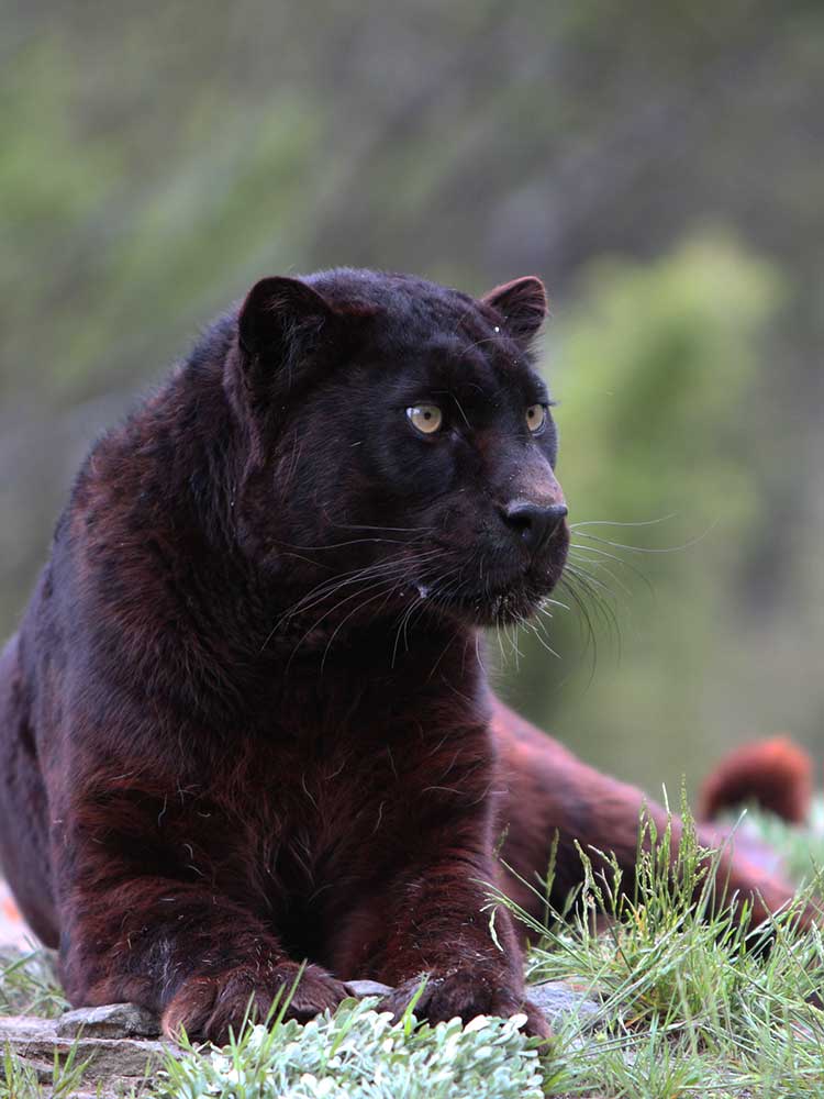 rare Black Leopard Mt Kenya 1997 African photography safaris ©bushtreksafaris
