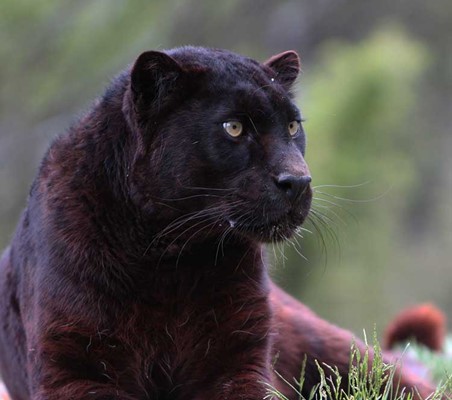 rare Black Leopard Mt Kenya 1997 African photography safaris ©bushtreksafaris