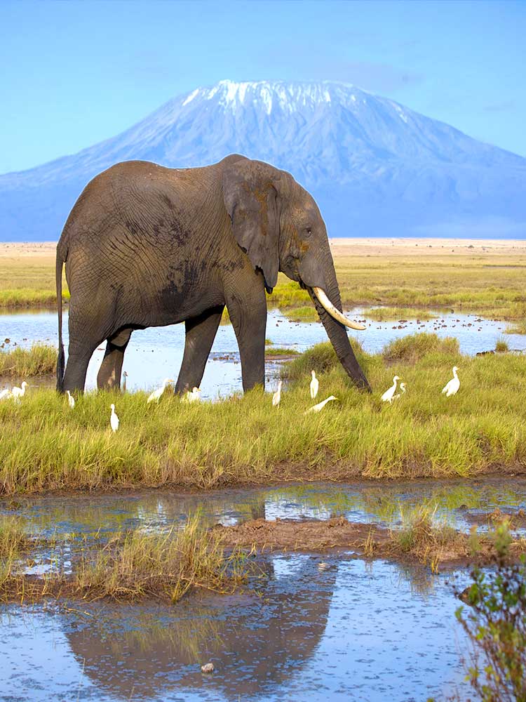 Mount Kilimanjaro in view with elephant and egrets in foreground amboseli safari ©bushtreksafaris