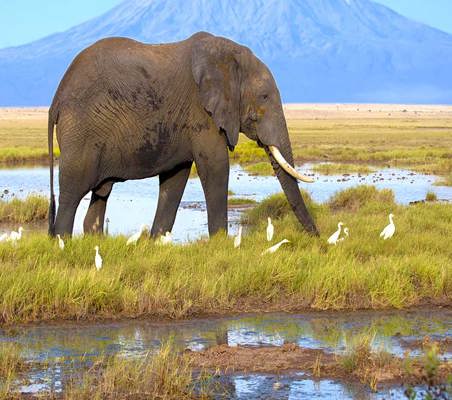 Mount Kilimanjaro in view with elephant and egrets in foreground amboseli safari ©bushtreksafaris