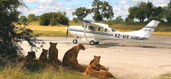 Flying Safari lions on runway with small aircraft Lake Nakuru ®bushtreksafaris