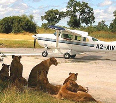 Flying Safari lions on runway with small aircraft Lake Nakuru ®bushtreksafaris