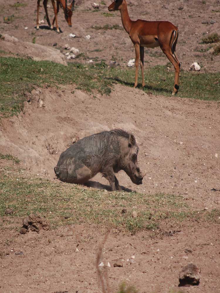 funny Warthog Butt Scratch  on dry river bed maasai mara conservancy #3 ©bushtreksafaris