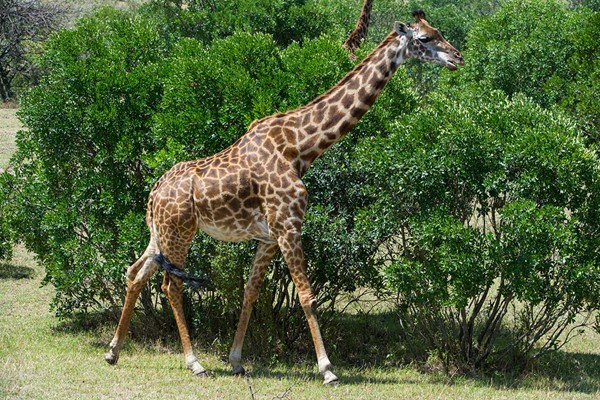 full photo of giraffe maasai mara north conservancy kenya safari #3 ®bushtreksafaris