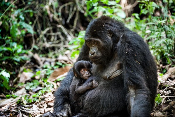 Virunga gorilla Mother cute small Baby Gorilla amazing photography safaris ©bushtreksafaris