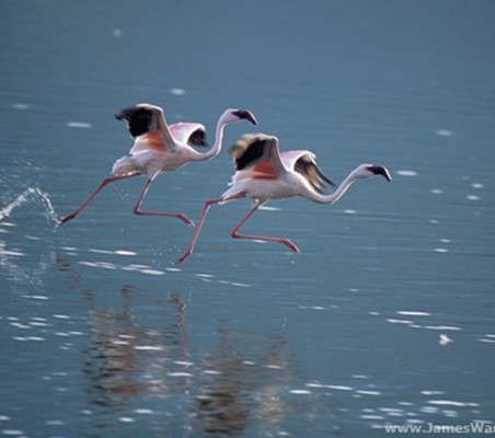 Lake Bogoria flamingos skimming water take off ®bushtreksafaris