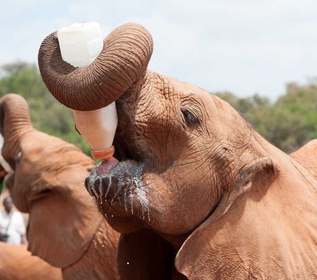 Orphan elephant bottle feeds himself using trunk fed at DSWT Nairobi adopt and elephant on safari #1 ©bushtreksafaris