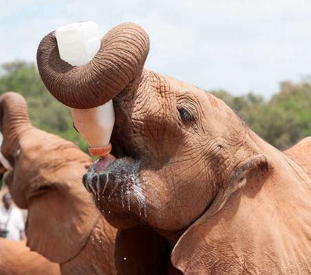 Orphan elephant bottle feeds himself using trunk fed at DSWT Nairobi adopt and elephant on safari #1 ©bushtreksafaris