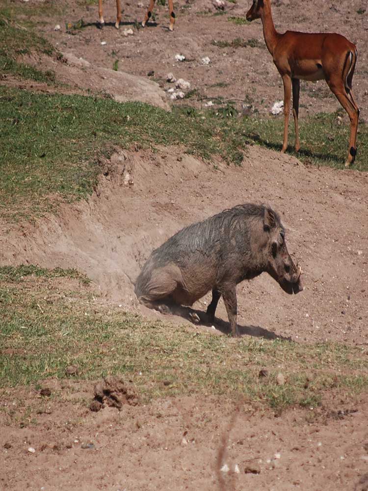 funny Warthog Butt Scratch  on dry river bed maasai mara conservancy ©bushtreksafaris