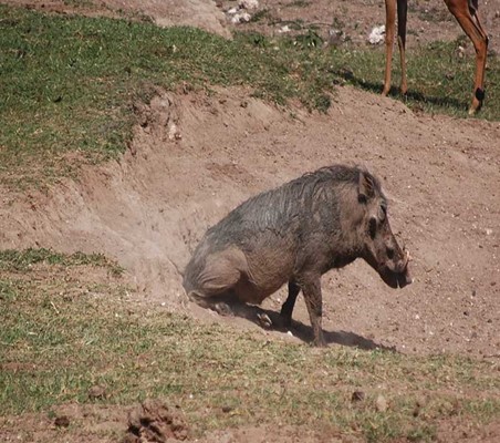 funny Warthog Butt Scratch  on dry river bed maasai mara conservancy ©bushtreksafaris