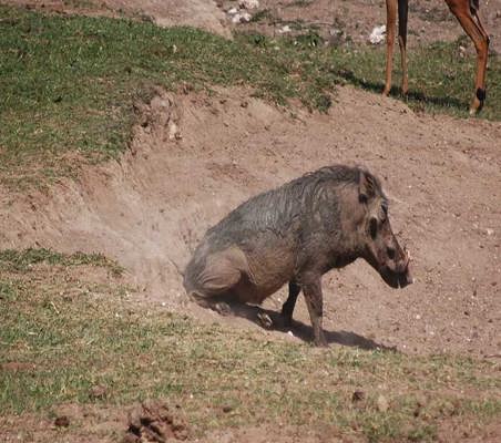 funny Warthog Butt Scratch  on dry river bed maasai mara conservancy ©bushtreksafaris