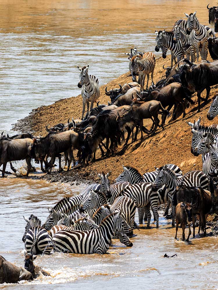 Gnu wildebeest Zebra preparing to cross Mara River migration safari Kenya ©bushtreksafaris