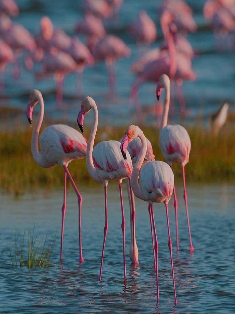 4 Flamingos wading in Lake nakuru photo captured on Kenya safari ©bushtreksafaris