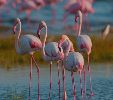 4 Flamingos wading in Lake nakuru photo captured on Kenya safari ©bushtreksafaris