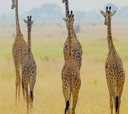 Giraffes seend on Soysambu conservancy private game safaris ©bushtreksafaris