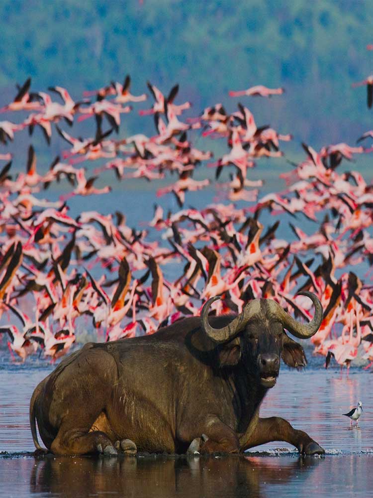 Buffalo Sitting in Lake Nakuru with Flamingos flying in background private safari ©bushtreksafaris