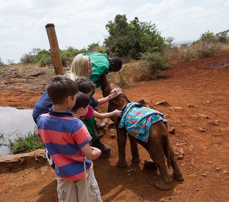 Orphaned little baby elephant stroked by tourist at DSWT Nairobi adopt and elephant on safari #1 ©bushtreksafaris