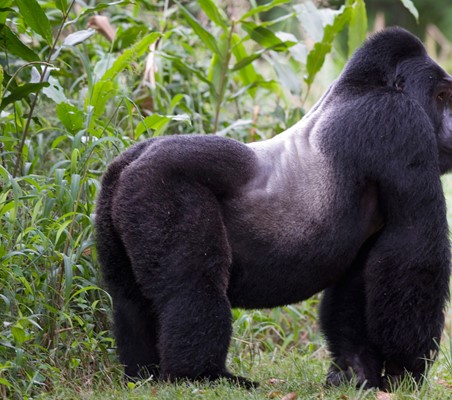 Virunga silverback gorilla standing still