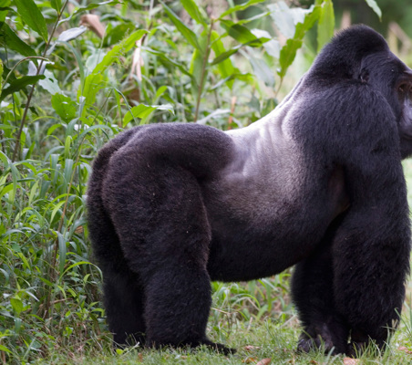 Virunga silverback gorilla standing still