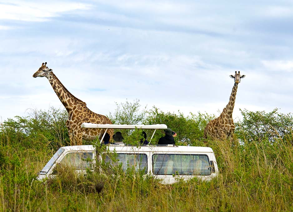 two Giraffes spotted with 4WD Kombi in view tourists private photographic safari ©bushtreksafaris
