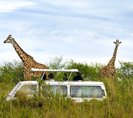 two Giraffes spotted with 4WD Kombi in view tourists private photographic safari ©bushtreksafaris