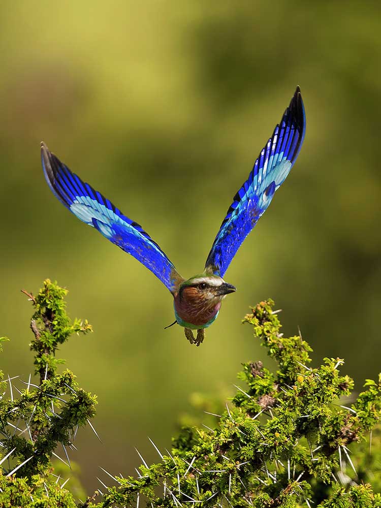 Lilac Breasted Roller Inflight lake manyara Tanzania safari birding safari ©bushtreksafaris