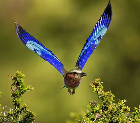 Lilac Breasted Roller Inflight lake manyara Tanzania safari birding safari ©bushtreksafaris