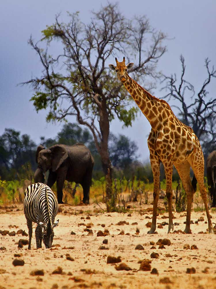 Giraffe Zebra Elephant all in view masai mara north conservancy safari ©bushtreksafaris