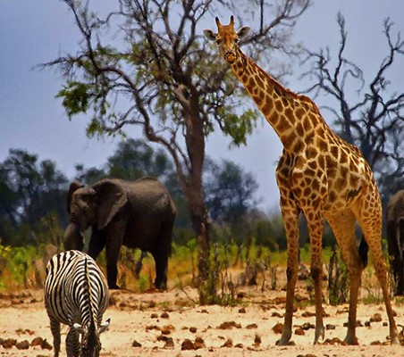 Giraffe Zebra Elephant all in view masai mara north conservancy safari ©bushtreksafaris