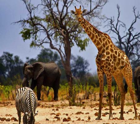 Giraffe Zebra Elephant all in view masai mara north conservancy safari ©bushtreksafaris