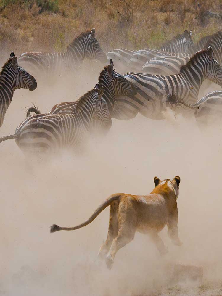 Lion Hunts fleeing Zebra in the Serengeti tanzania photography safaris ©bushtreksafaris