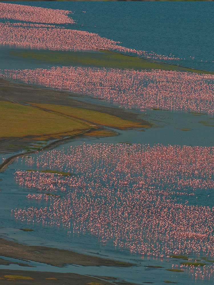Flamingos of Bogoria From Above private flying safari ©bushtreksafaris