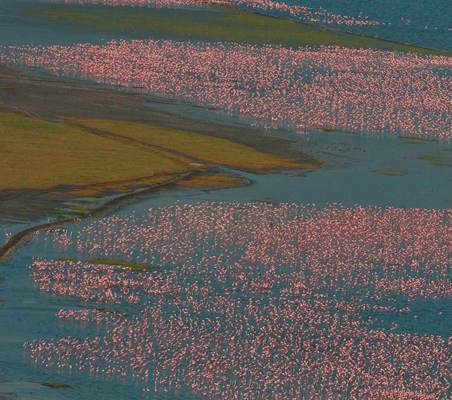 Flamingos of Bogoria From Above private flying safari ©bushtreksafaris