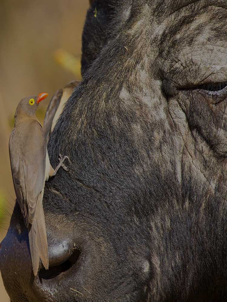 closeup photo of Bird cleaning Buffalo Nose maasai mara conservancy ©bushtreksafaris