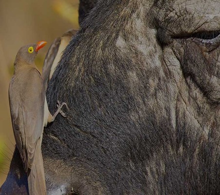 closeup photo of Bird cleaning Buffalo Nose maasai mara conservancy ©bushtreksafaris