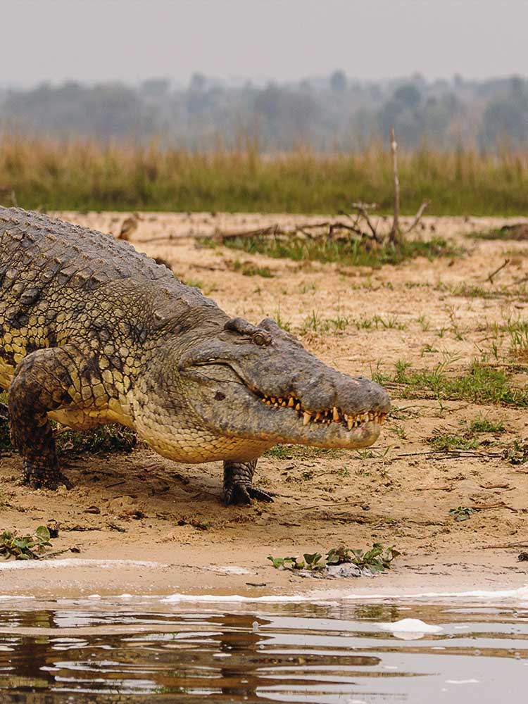 nile crocodile Walking into Mara River kenya safari ©bushtreksafaris