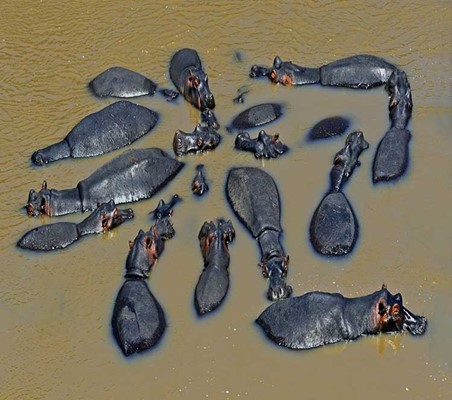 Family of Hippos on a Pool Mara river nature walk banks on Kenya private guided safari ©bushtreksafaris