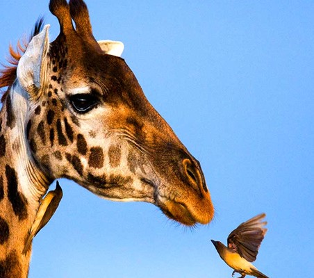 Giraffe and Bird close to nose cleaning photo on Kenya safari in mara ©bushtreksafaris