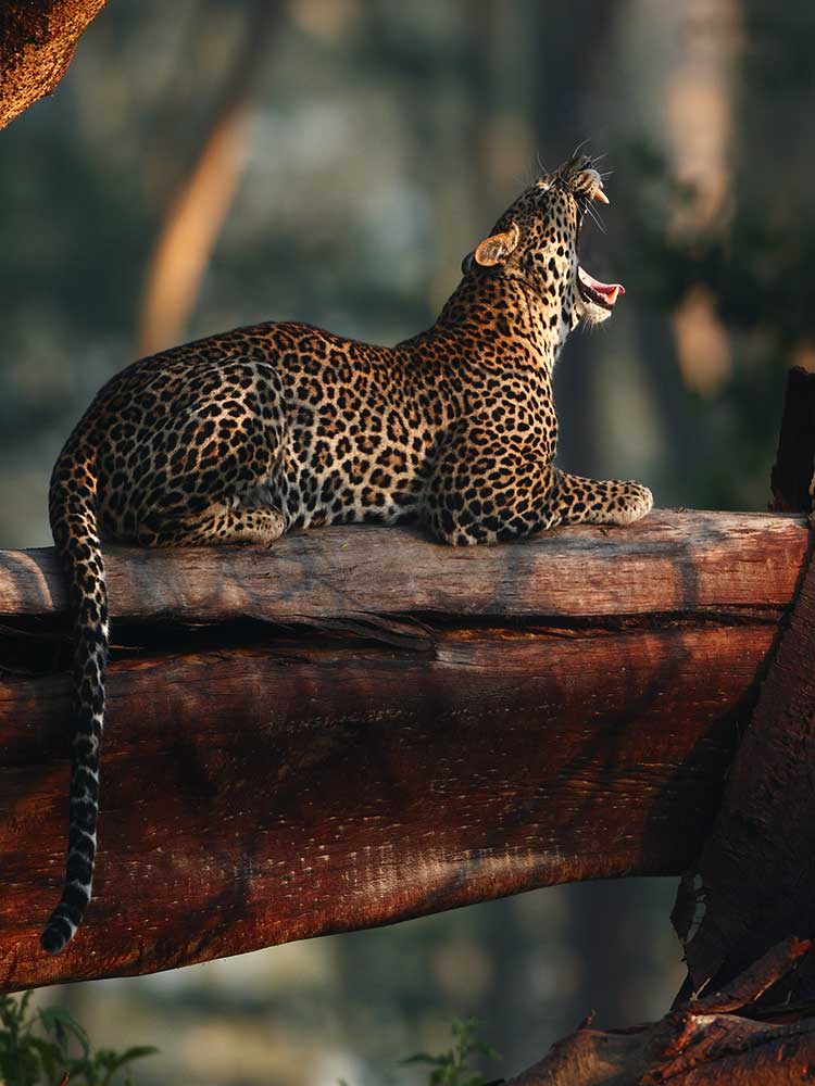 rare sighting of leopard Yawn at dusk sitting on felled acacia tree Lake Nakuru national park ©bushtreksafaris