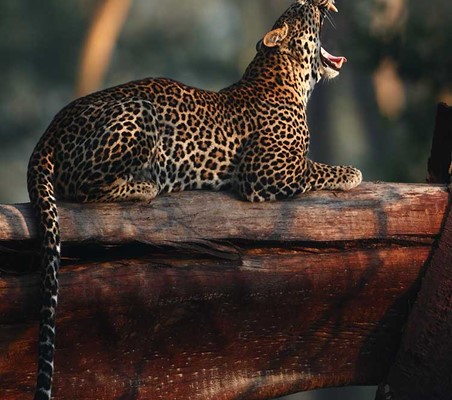 rare sighting of leopard Yawn at dusk sitting on felled acacia tree Lake Nakuru national park ©bushtreksafaris