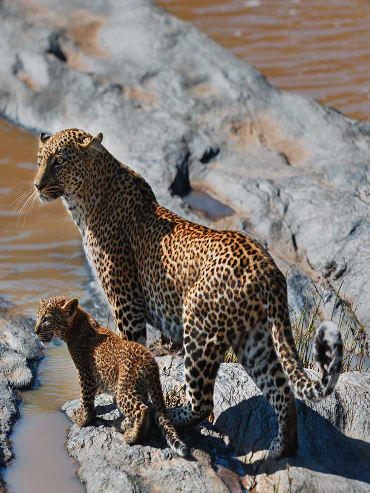 rare sighting of Leopard Mother cute Cub on rocky banks of mara river Kenya ©bushtreksafaris