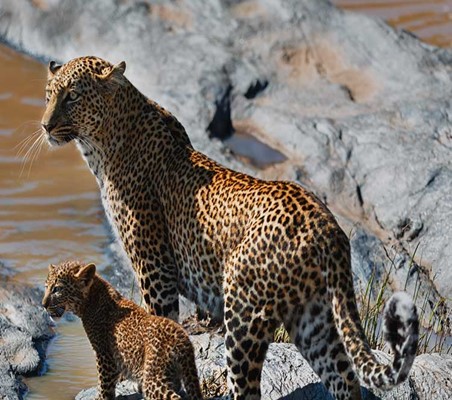 rare sighting of Leopard Mother cute Cub on rocky banks of mara river Kenya ©bushtreksafaris