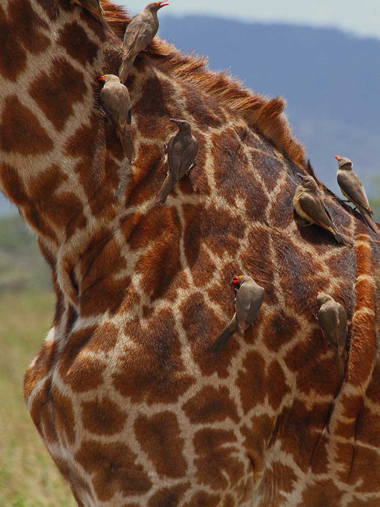Birds clean pests off Giraffe Back samburu Kenya private safari ©bushtreksafaris