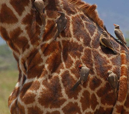 Birds clean pests off Giraffe Back samburu Kenya private safari ©bushtreksafaris