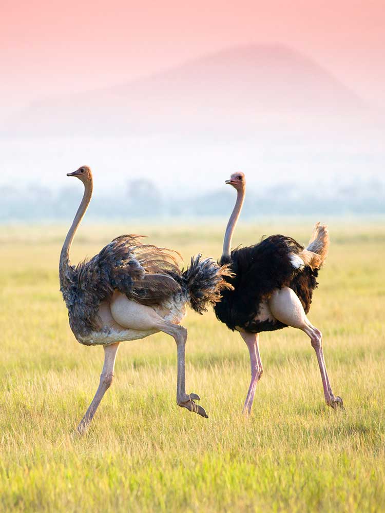 Maasai Ostrich Male and Female on the Run lake elementaita private safari ©bushtreksafaris