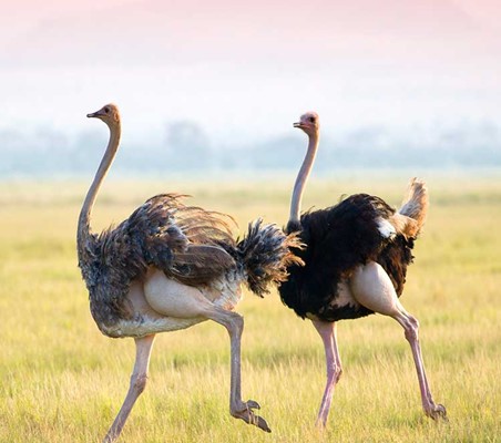 Maasai Ostrich Male and Female on the Run lake elementaita private safari ©bushtreksafaris