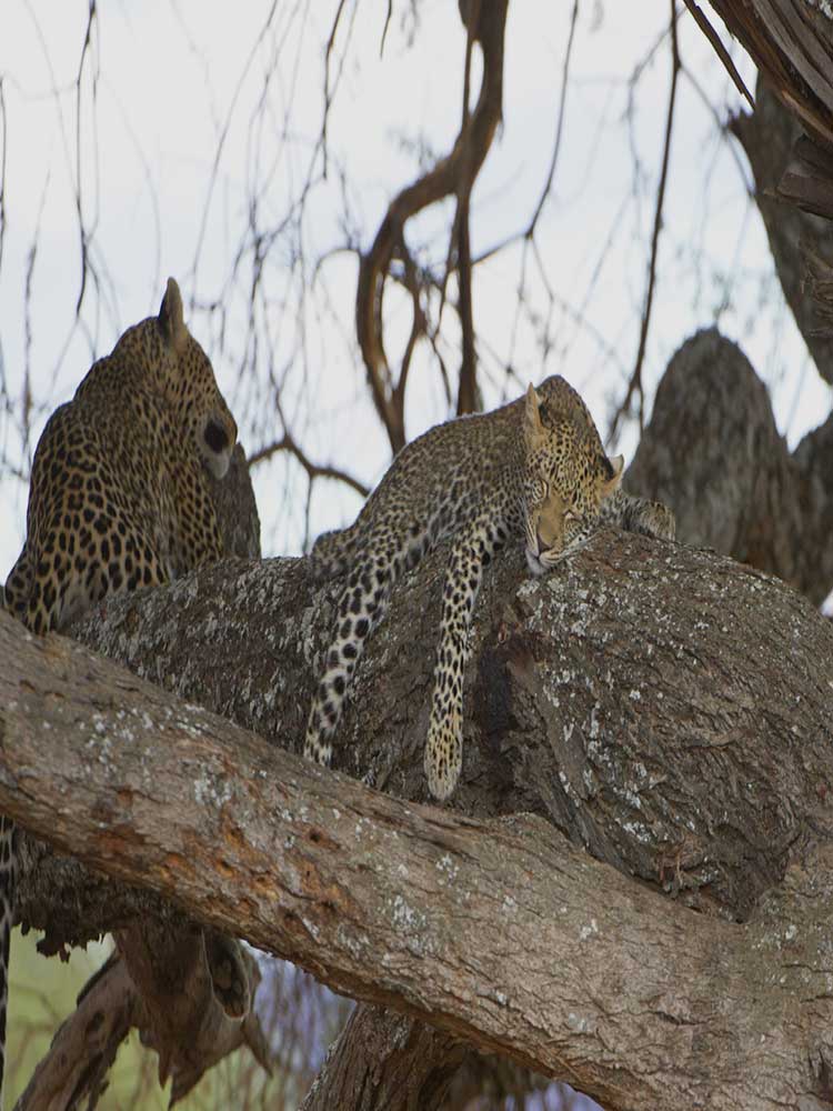 Two Leopards Sleeping In Tree captured on a Tanzania safari ©bushtreksafaris