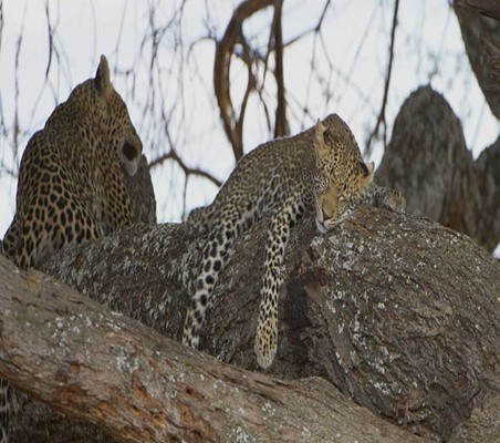 Two Leopards Sleeping In Tree captured on a Tanzania safari ©bushtreksafaris