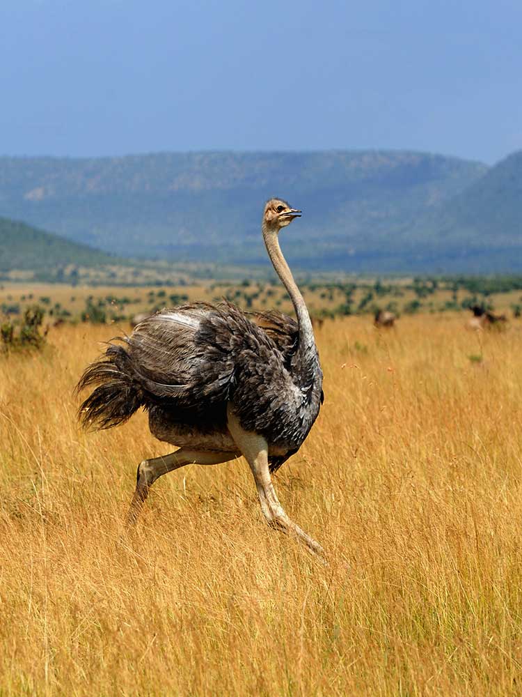 Ostrich Running Masai Mara on a Kenya safari in the dry season ©bushtreksafaris